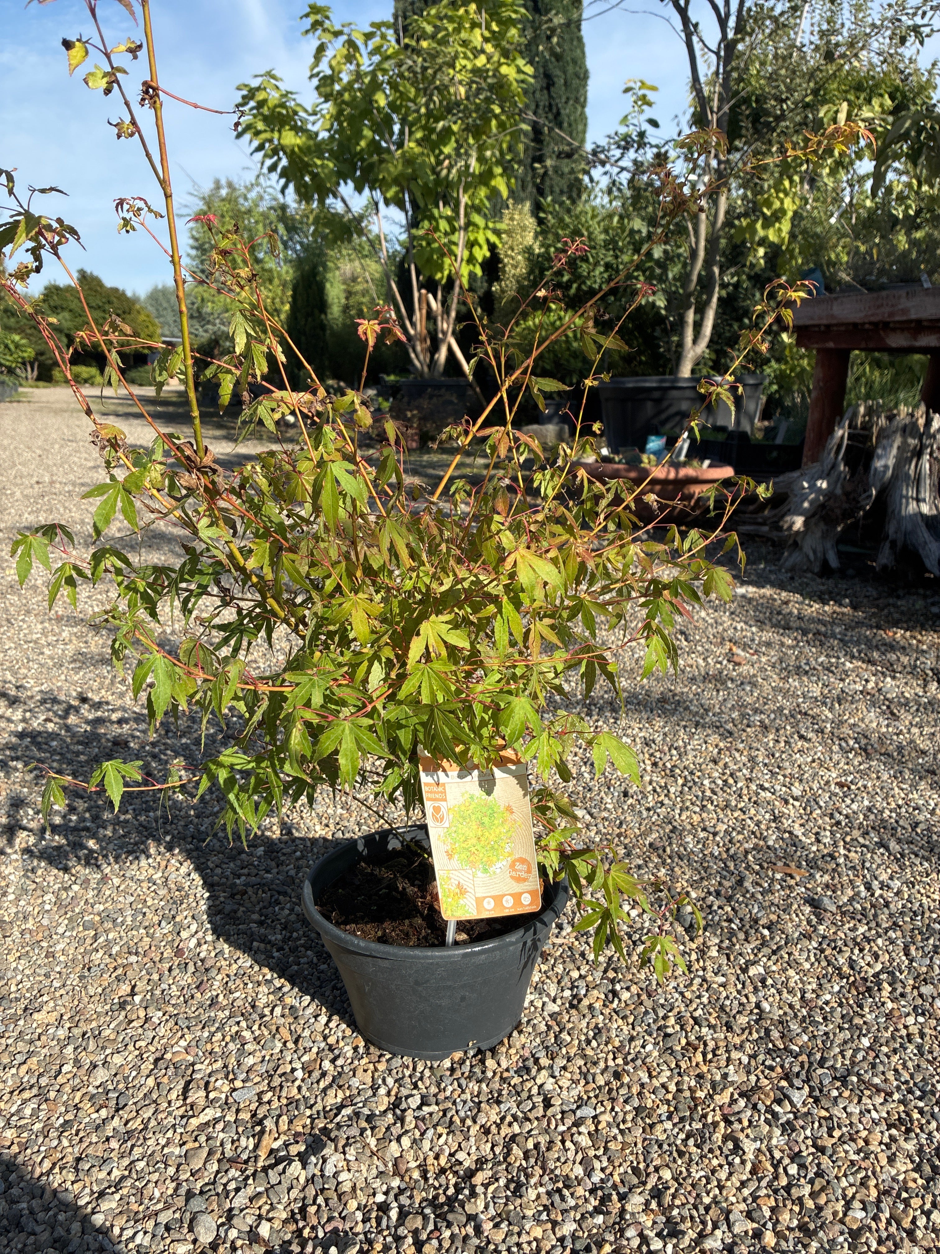 Fächerahorn Mini Bonsai / Acer palmatum 'Katsura'